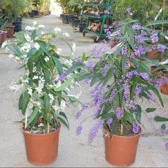 תמונת מוצר 2