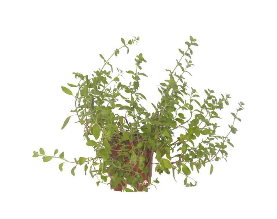 תמונת מוצר 1
