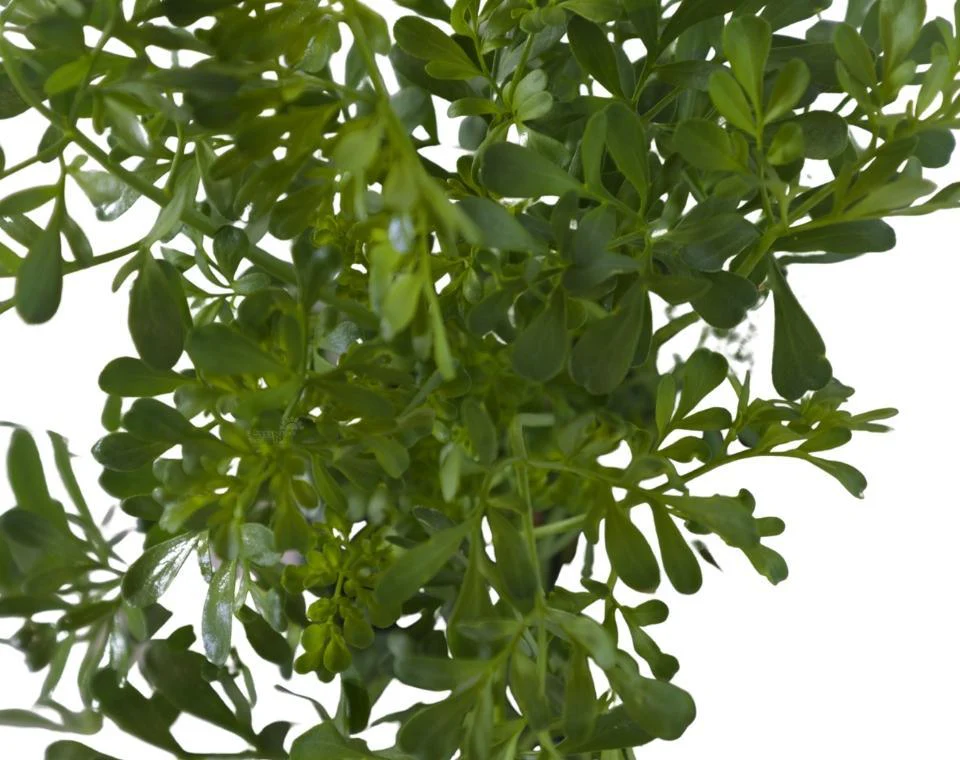 תמונת מוצר 3