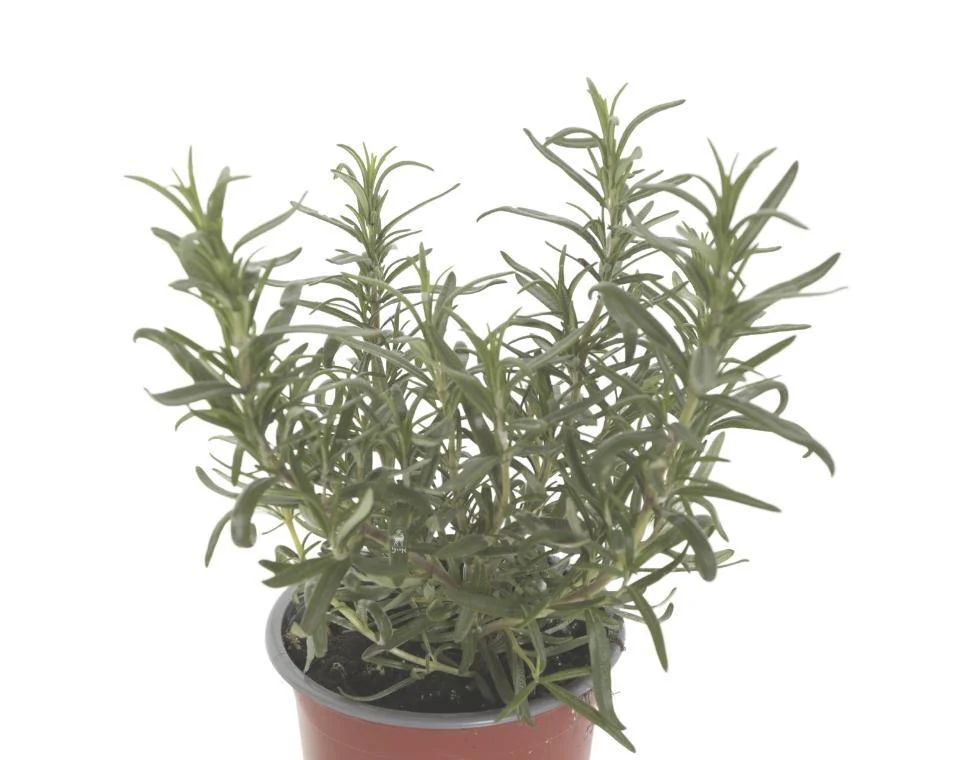 תמונת מוצר 3