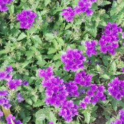 תמונת מוצר 6
