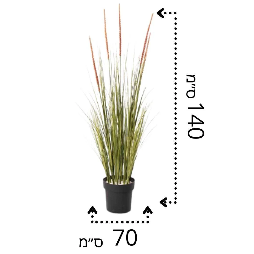 תמונת מוצר 2