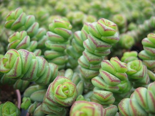 תמונת מוצר 2