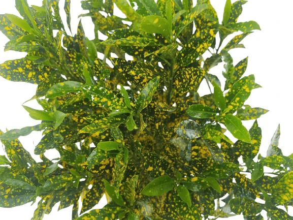 תמונת מוצר 3