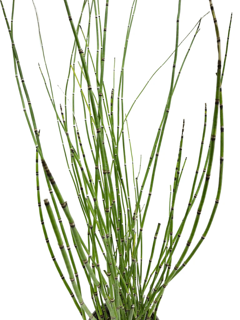 תמונת מוצר 3