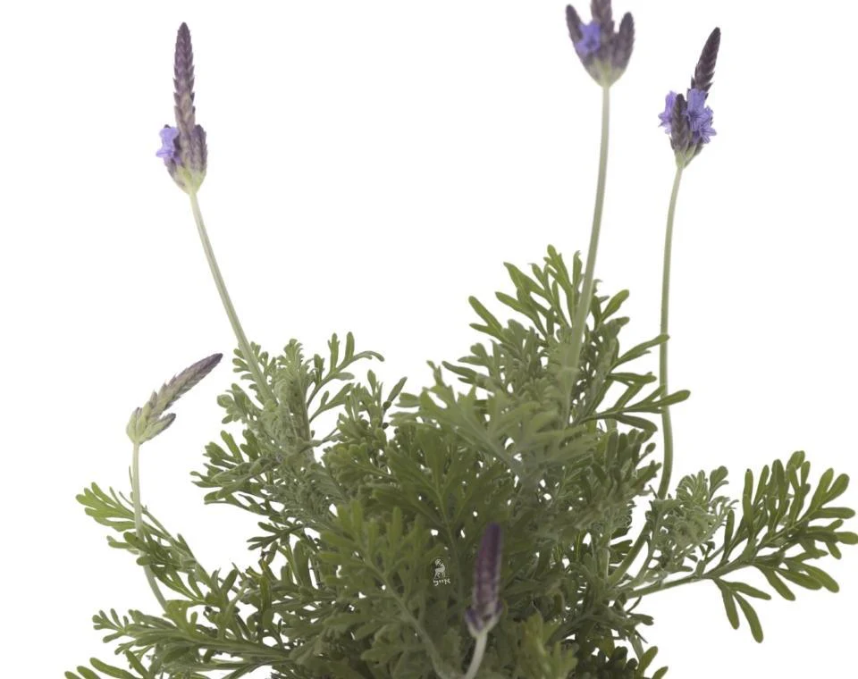 תמונת מוצר 2