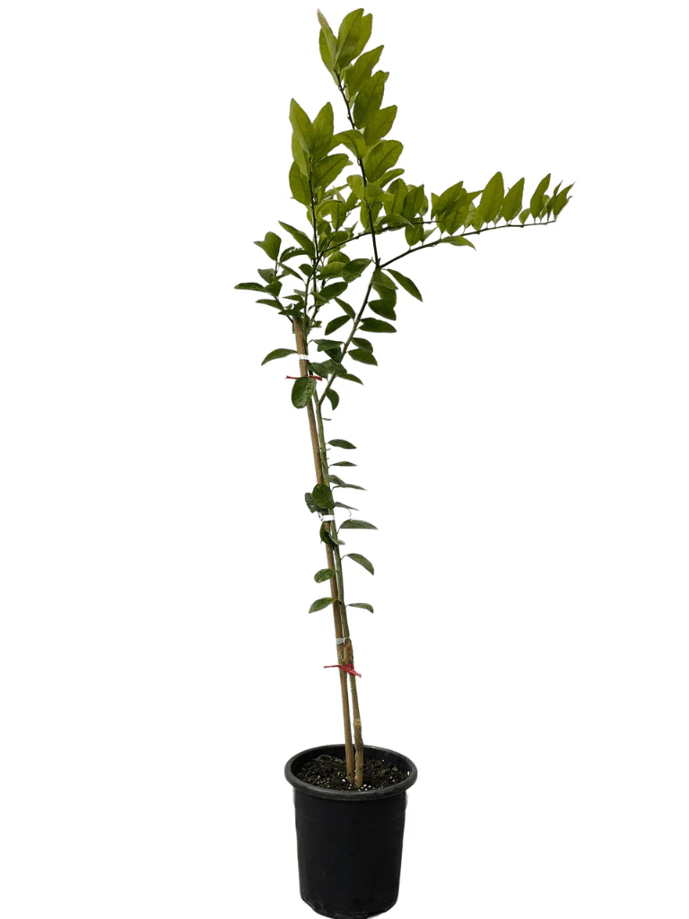 תמונת מוצר 3
