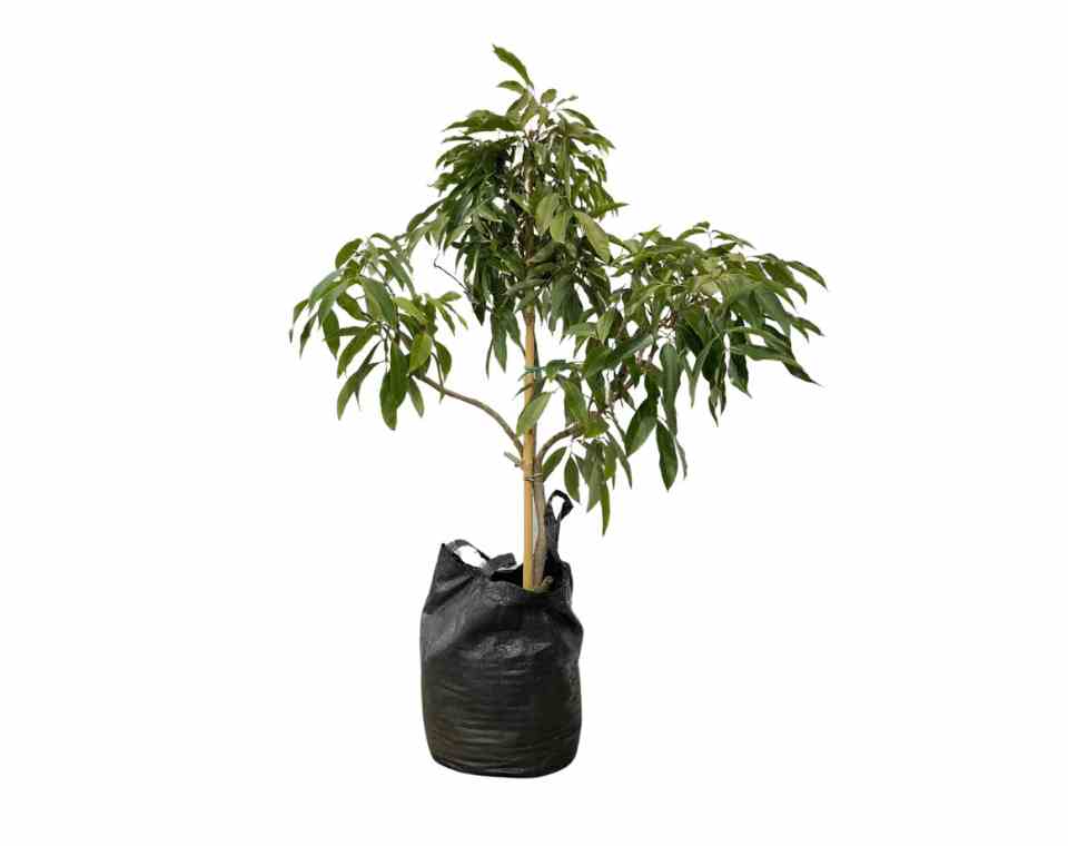 תמונה ממוזערת 1