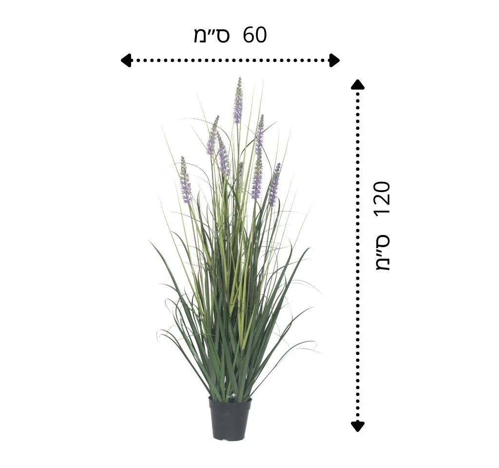 תמונת מוצר 2