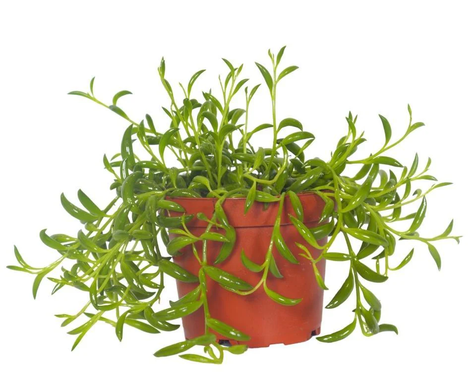 תמונה ממוזערת 1