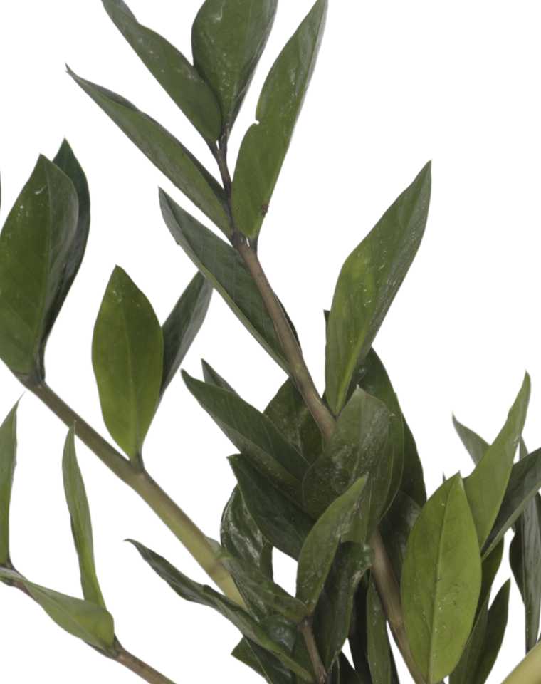 תמונת מוצר 2