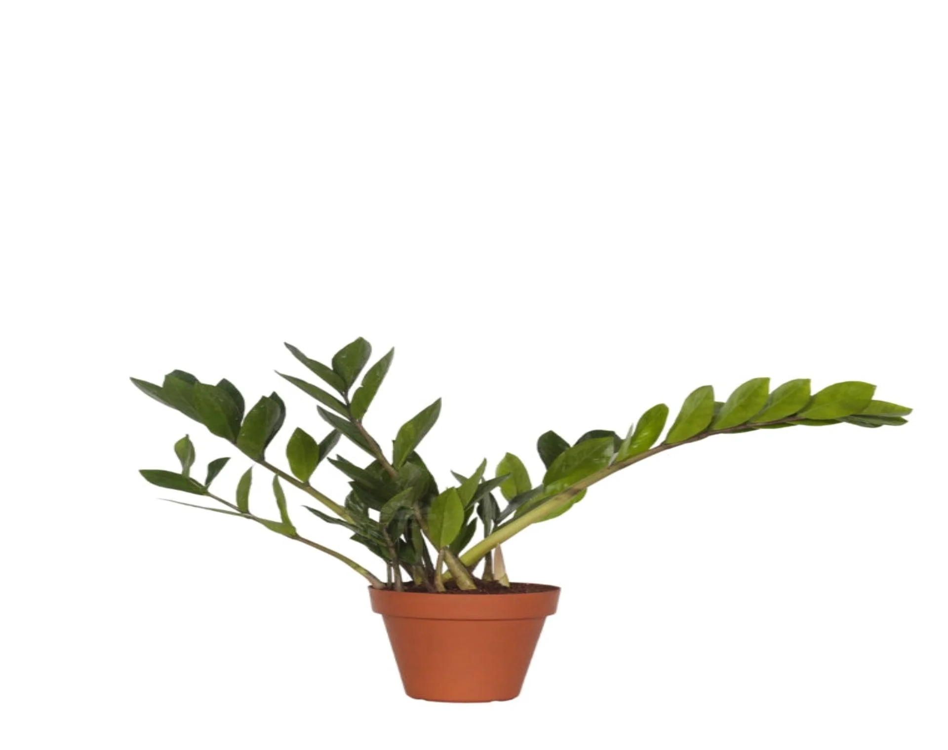 תמונת מוצר 3