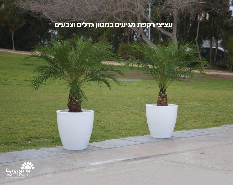 תמונת מוצר 3