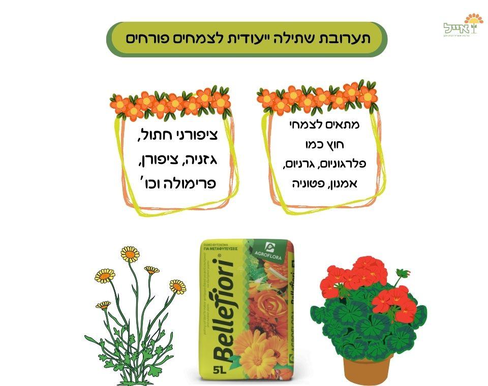 תמונת מוצר 3