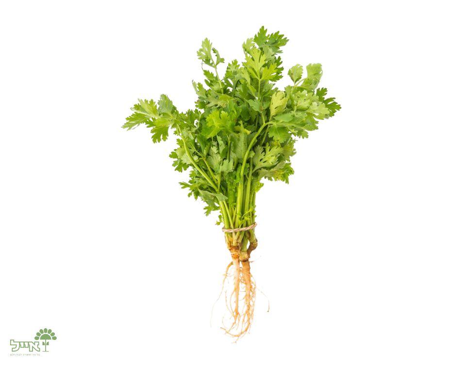 תמונת מוצר 2